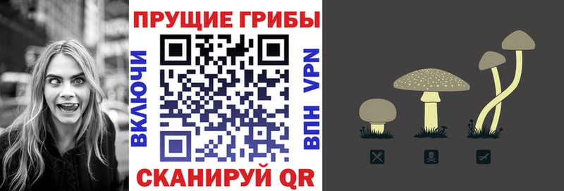 Псилоцибиновые грибы Cubensis Гудермес