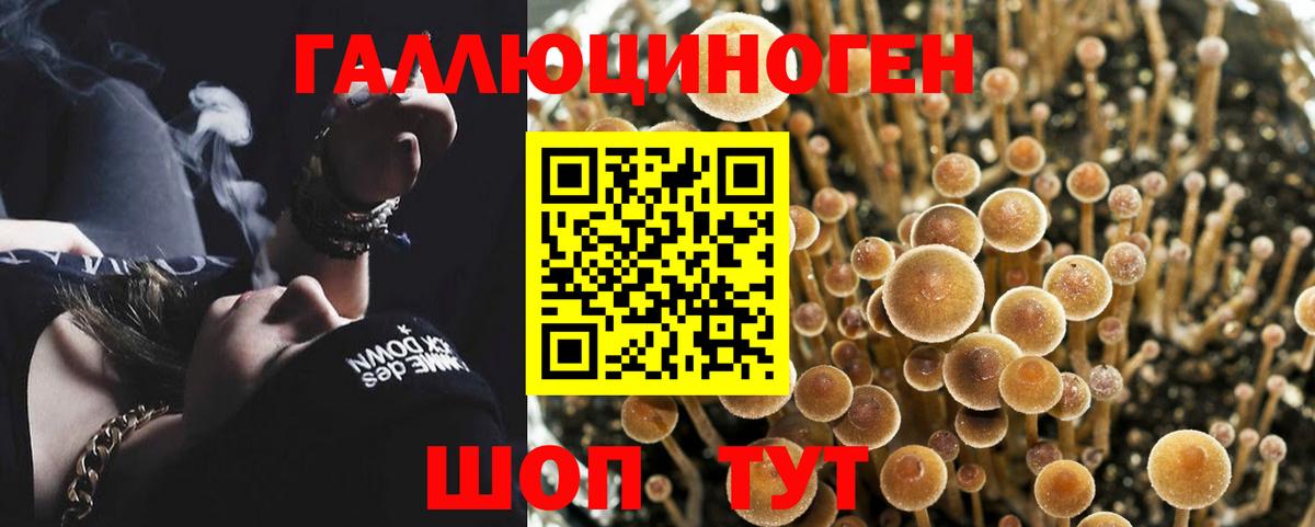 Галлюциногенные грибы прущие грибы  Гудермес 
